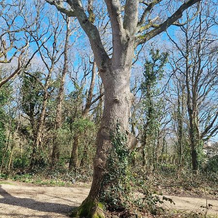 The Annexe - Woodland Views And Close To Beach! Apartment Barton on Sea Exterior photo
